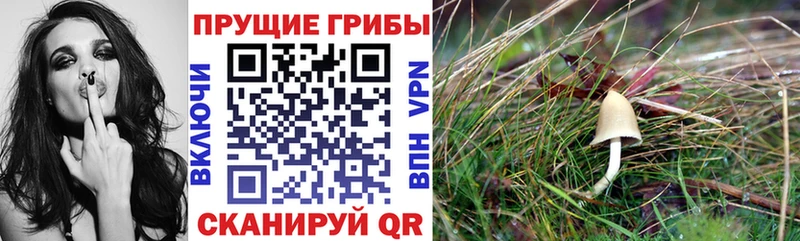 Купить где  Болотное  Галлюциногенные грибы мухоморы 